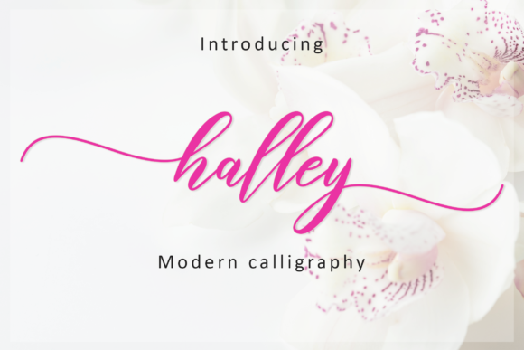 Halley Script Font - Featured Image