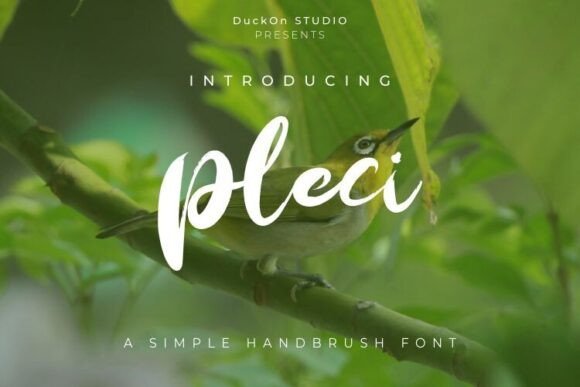 Pleci Font - Featured Image